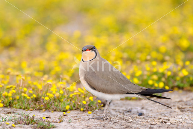 Collared Pratincole (Glareola pratincola)