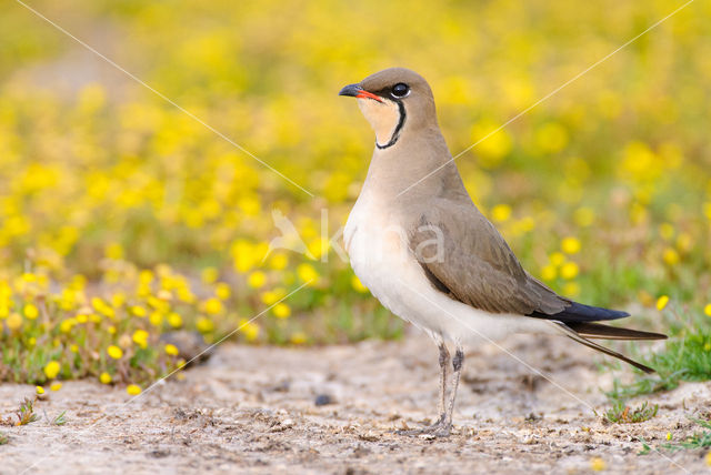 Collared Pratincole (Glareola pratincola)