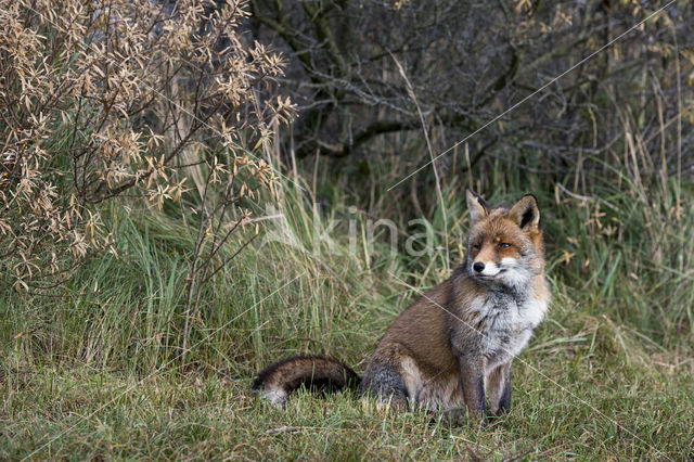 Vos (Vulpes vulpes)