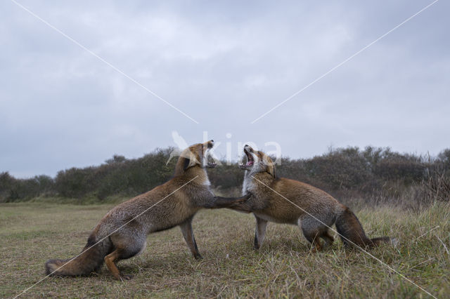 Fox (Vulpes vulpes)