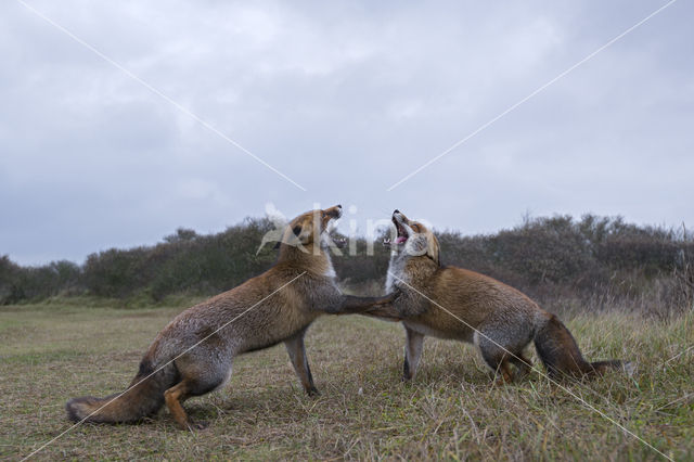 Fox (Vulpes vulpes)