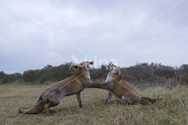 Fox (Vulpes vulpes)