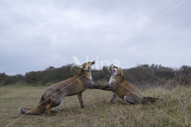 Fox (Vulpes vulpes)