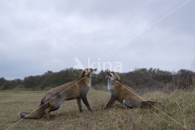 Fox (Vulpes vulpes)