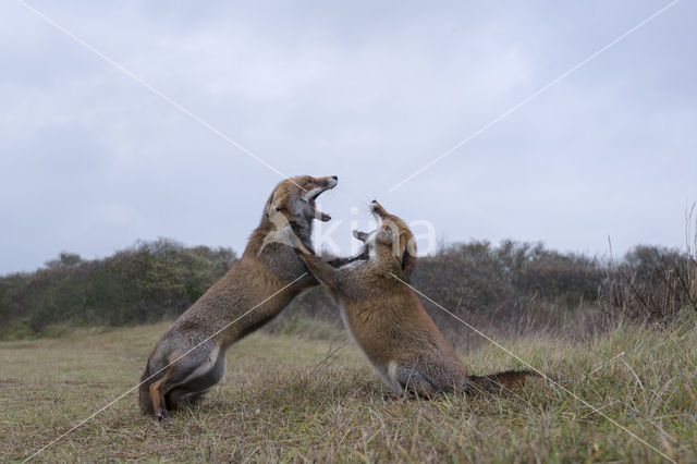 Fox (Vulpes vulpes)