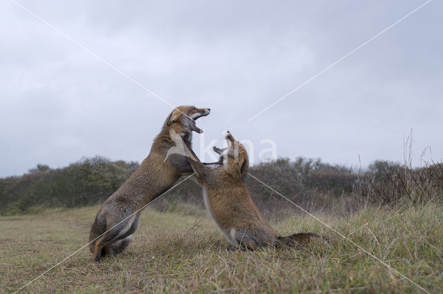 Fox (Vulpes vulpes)