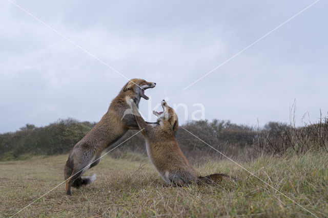 Fox (Vulpes vulpes)