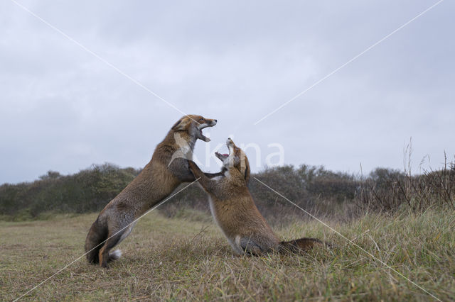 Fox (Vulpes vulpes)