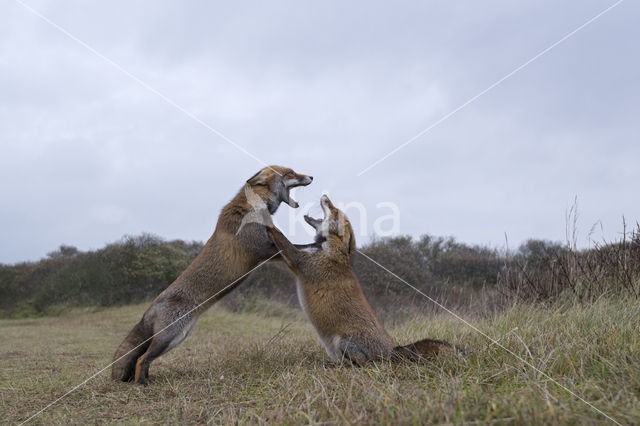 Fox (Vulpes vulpes)