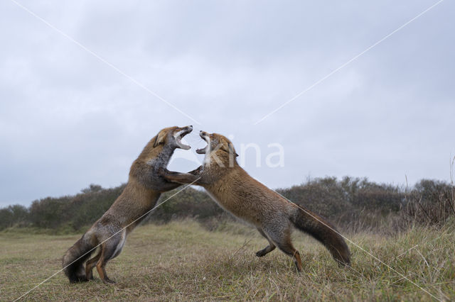 Fox (Vulpes vulpes)