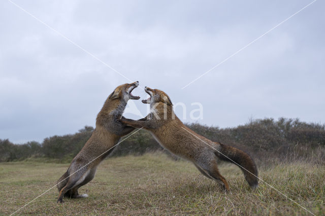 Fox (Vulpes vulpes)