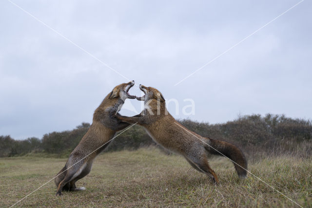 Fox (Vulpes vulpes)