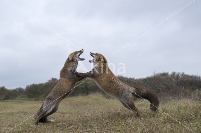 Fox (Vulpes vulpes)