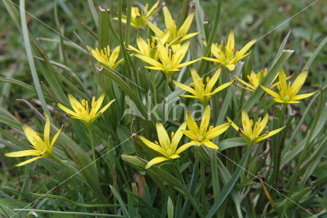 Meadow Gagea (Gagea pratensis)