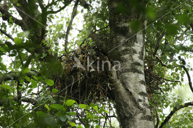 Honey Buzzard (Pernis apivorus)