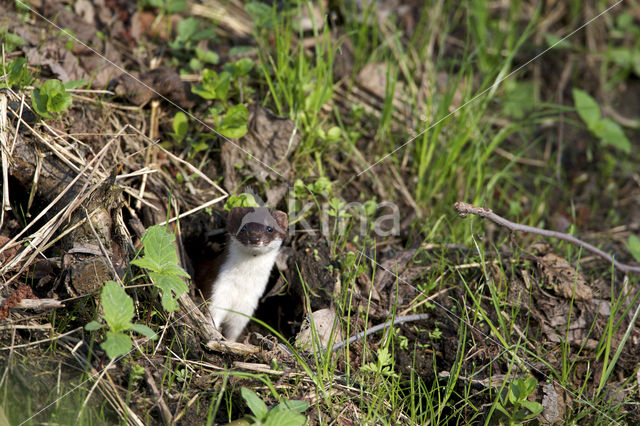 Weasel (Mustela nivalis)