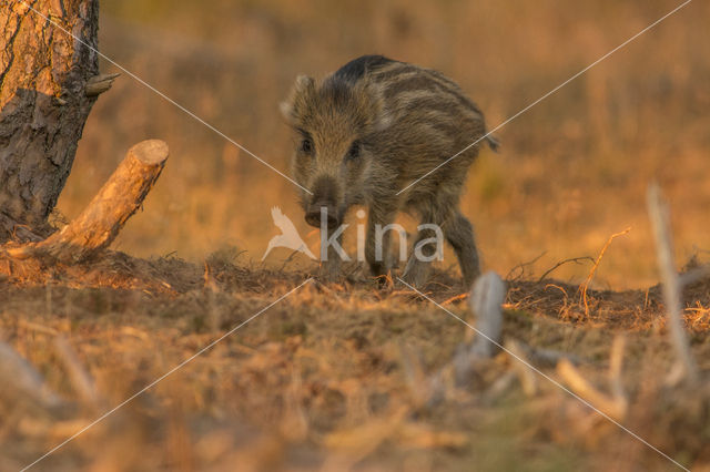 Wild zwijn