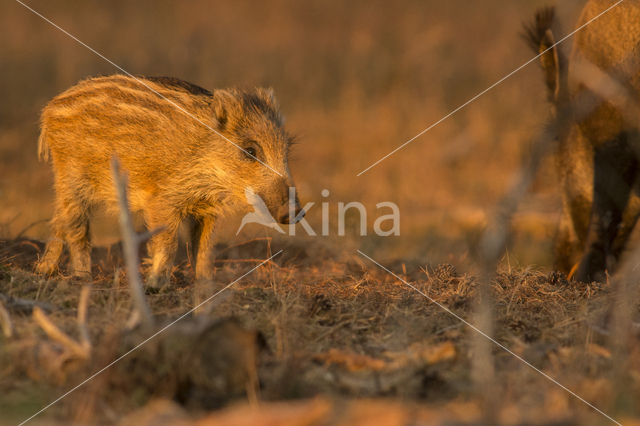 Wild Boar (Sus scrofa)