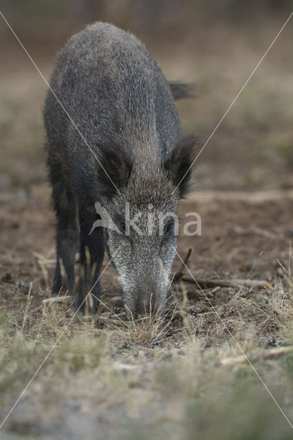 Wild Boar (Sus scrofa)