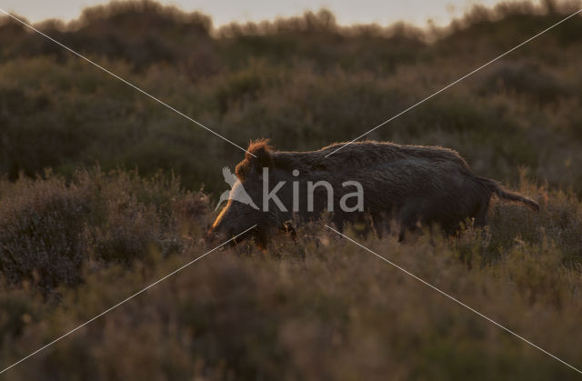 Wild Boar (Sus scrofa)