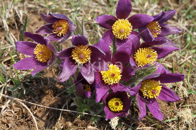 Wildemanskruid (Pulsatilla vulgaris)