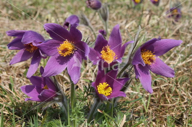 Wildemanskruid (Pulsatilla vulgaris)