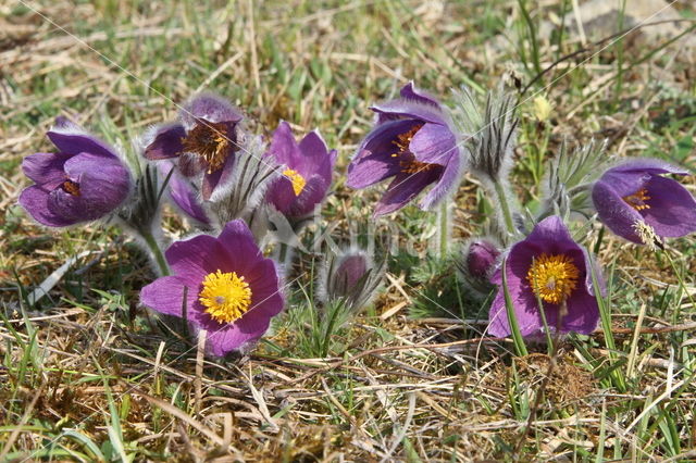 Wildemanskruid (Pulsatilla vulgaris)