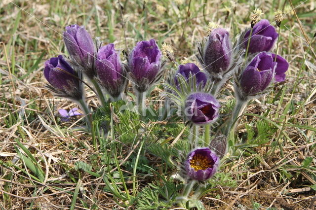 Pasqueflower (Pulsatilla vulgaris)