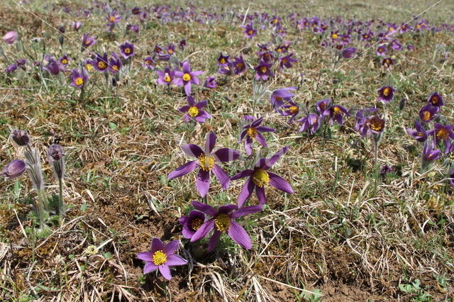 Wildemanskruid (Pulsatilla vulgaris)