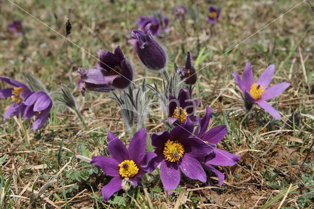 Pasqueflower (Pulsatilla vulgaris)