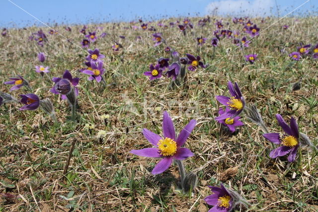 Wildemanskruid (Pulsatilla vulgaris)