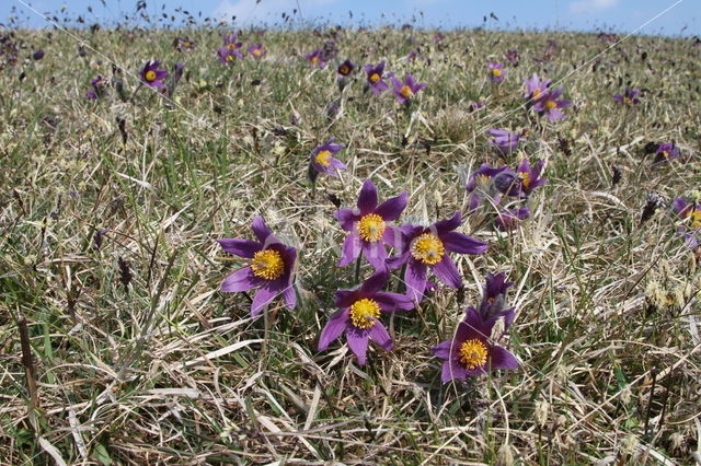 Pasqueflower (Pulsatilla vulgaris)