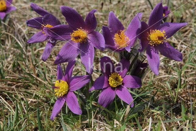 Pasqueflower (Pulsatilla vulgaris)