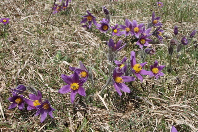 Pasqueflower (Pulsatilla vulgaris)