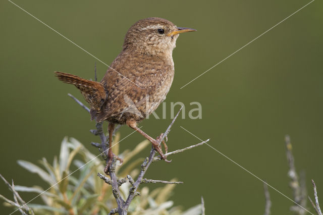 Winterkoning (Troglodytes troglodytes)