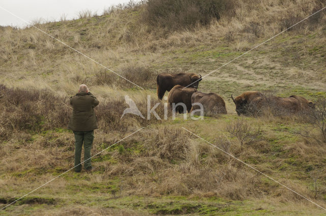 Wisent (Bison bonasus)