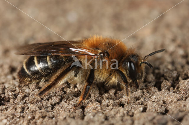 Witbaardzandbij (Andrena barbilabris)