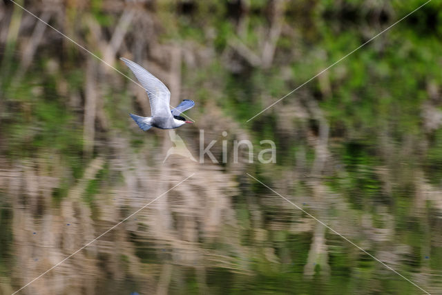 Whiskered Tern (Chlidonias hybridus)