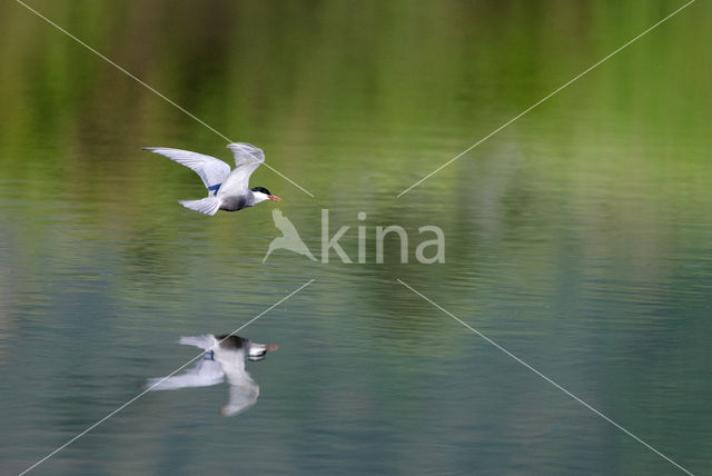 Whiskered Tern (Chlidonias hybridus)