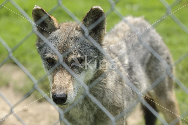 Grey Wolf (Canis lupus)