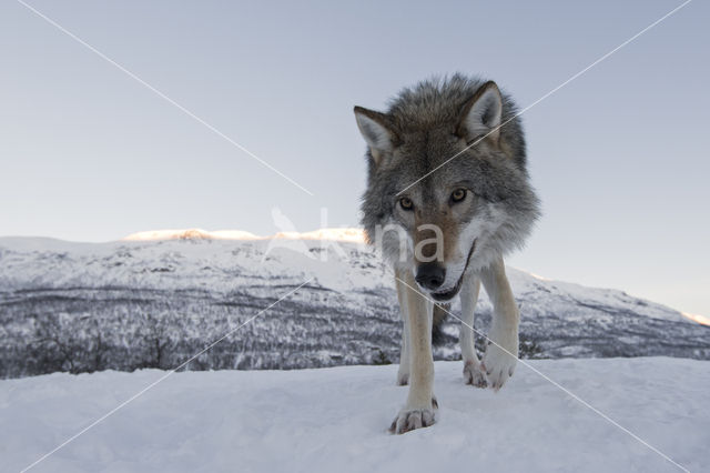 Grey Wolf (Canis lupus)