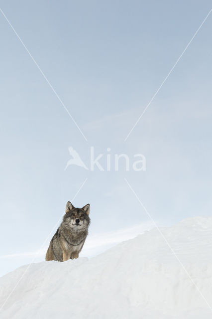 Grey Wolf (Canis lupus)