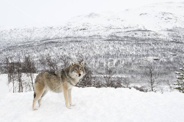 Grey Wolf (Canis lupus)