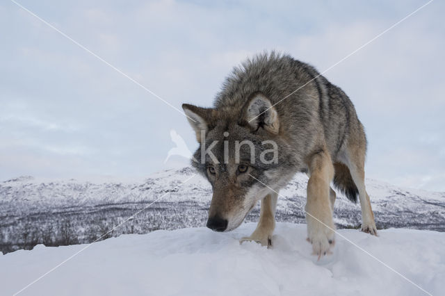 Grey Wolf (Canis lupus)