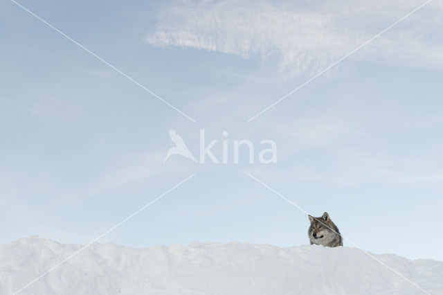 Grey Wolf (Canis lupus)