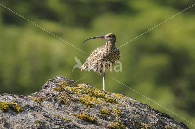 Eurasian Curlew (Numenius arquata)