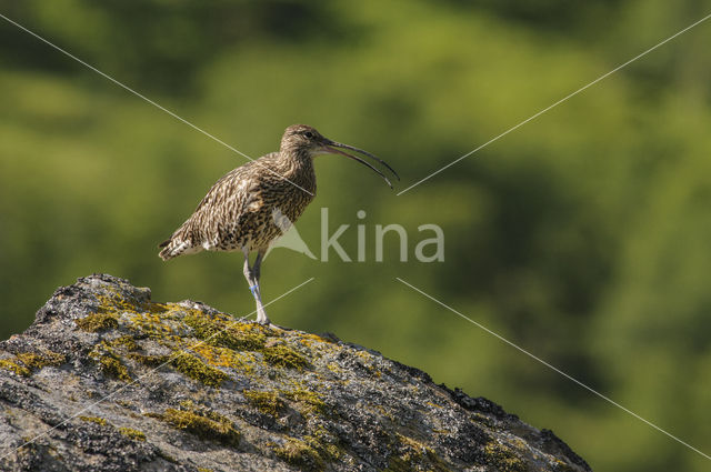 Eurasian Curlew (Numenius arquata)