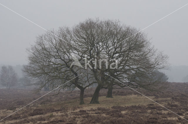 Zomereik (Quercus robur)