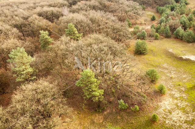 Zomereik (Quercus robur)