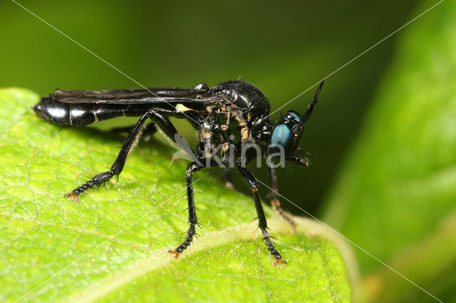 Zwarte Bladrover (Dioctria atricapilla)